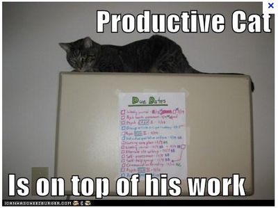 productive-cat.jpg