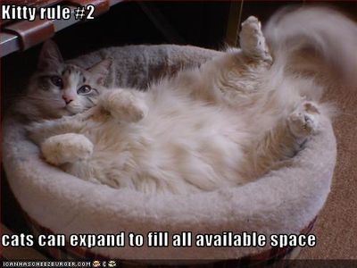 funny-pictures-cat-fills-space.jpg