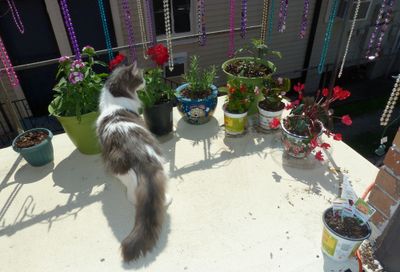 SweetiePie, flowers, shrimpy tomato plant