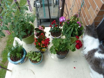 Plants bunched together for watering, SweetiePie supervising