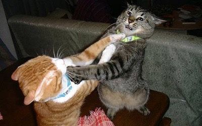 A real cat fight.jpg
