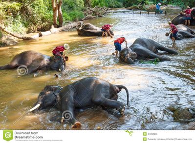 thai-elephants-taking-bath-mahout-elephant-driver-elephant-keeper-maesa-elephant-camp-chiang-mai-thailand-47092855