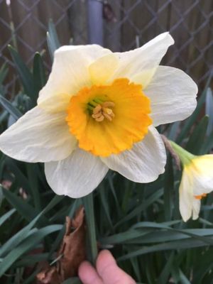 daffodil .jpg