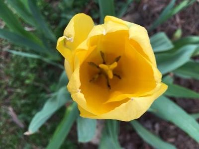 yel tulip .jpg
