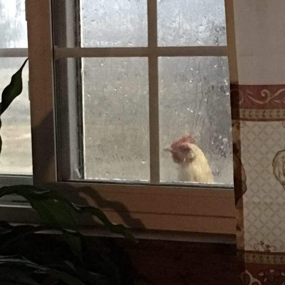 wetchickeninthewindow.jpg