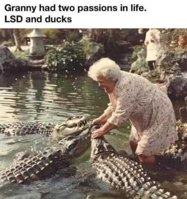 grandma-lsd-crocs-aligator-500x532.jpg