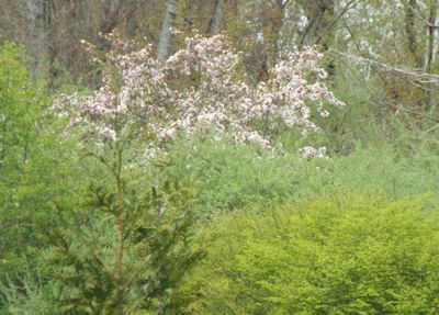 May Flowers