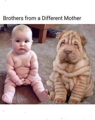 sharpei.jpg